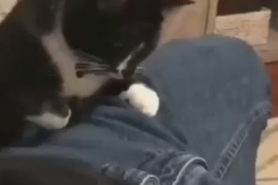 The Unfortunate Encounter: When a Cat Strikes Unexpectedly!