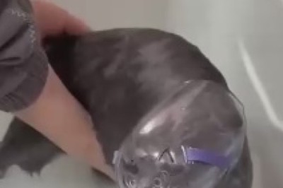 The Unlikely Aquatic Adventures of Mr. Whiskers: A Hilarious Bath Time Saga of a Cat Wearing Outrageously Odd Outfits!