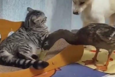 The Unlikely Trio: Dog, Cat, and Duck Unleash Hilarious Chaos!