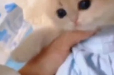 Watch This Hilarious Butterfly-Kitten Take Flight!