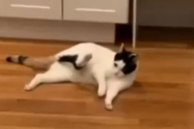 Whiskers &amp; The Gravity Glitch: A Hilarious Tale of a Cat Defying Physics and Hilariously Sticking to the Floor!