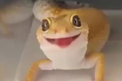 A small Lizard: A Hilariously Endearing Reptilian Adventure!