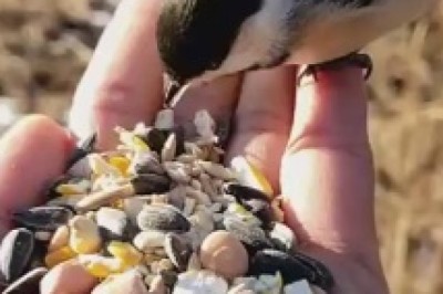 Beak-Nomenal Feeding Frenzy: Hilarious Moments of a Bird Devouring Treats from a Human Hand!