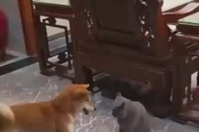 Clash of the Comedic Titans: The Rib-Tickling Showdown Between a Cat and Dog!