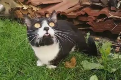 Feline Shenanigans: Witness the Hilarious Antics of a Determined Cat on a Quest to Get What It Wants!