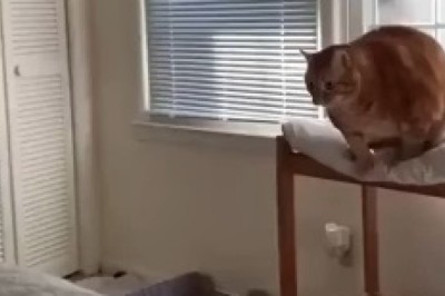 Hilarity Unleashed: Watch in Awe as a Fearless Feline Takes the Leap of Laughter from a High Place!