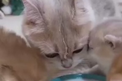 Milk Madness: An Absolute Aww-Fest as a Clever Cat and Her Adorable Kittens Embark on a Milk Drinking Extravaganza!