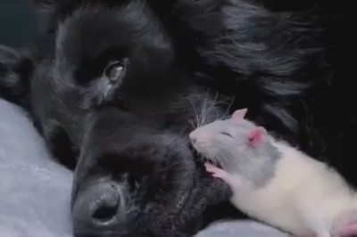 Naptime Delights: Hilarious Video Captures a Tiny Mouse Taking an Unconventional Nap on Top of a Blissfully Unaware Dog!