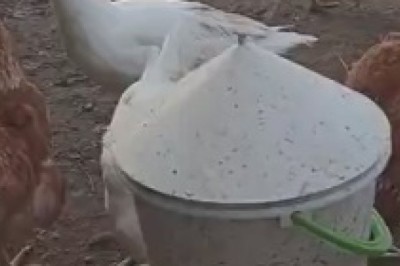 Quackers and Cluckers: A Feathered Fiasco of Hilarity and Hijinks between a Duck and a Chicken!