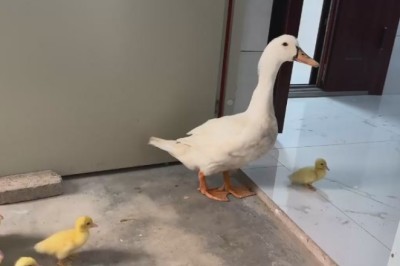 Quackers and Whiskers: A Purr-fectly Hilarious Encounter Between a Duck, Her Chicks, and a Mischievous Cat!