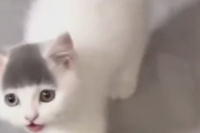 The Adventures of a Beautiful Little Cat: A Whisker-Twitching Tale of Cuteness and Mischief!