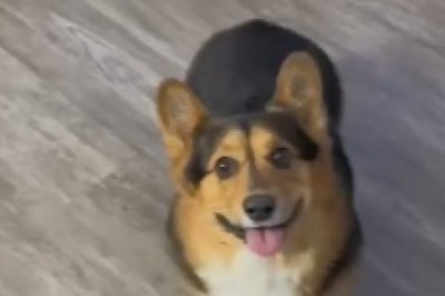 The Canine Tornado: A Spiraling Comedy Featuring the Hilarious Spinning Dog Sensation!