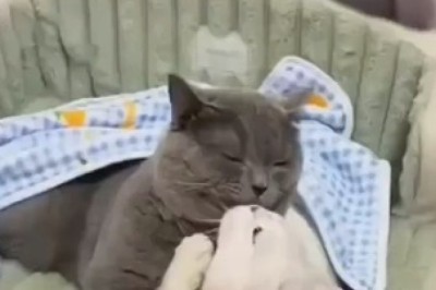 The High-Flying Feline: A Funny Cat Jumps Into Hysterical Heights!