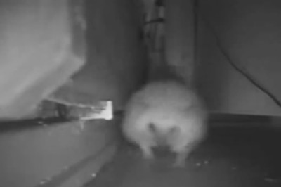 The Hilarious Hedgehog Escape Chronicles: An Adorable Prison Break!