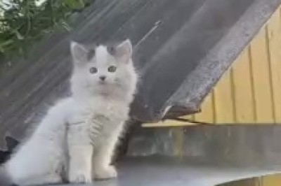 Top of the Rooftop: A Hilarious and Breathtaking Encounter with an Ambitious Beauty – the Beautiful Cat Taming the Heights!