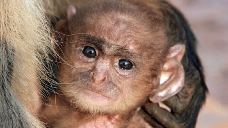 Unbelievable Discovery in Zoo: Half-Human, Half-Ape Baby Found, Revealing Shocking DNA Results!