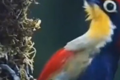 Birds Gone Wild: A Feathered Comedy Show!