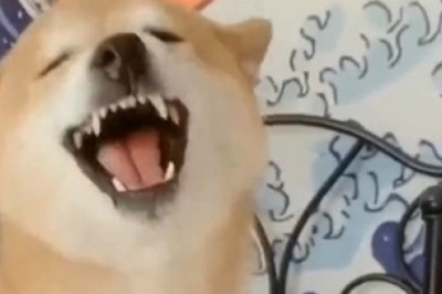 From Woofs to Laughs: Witness the Hilarious Case of the Giggling Dog!