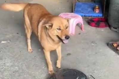 Guardian Dog vs Tricky Chicken: A Hilarious Battle for Bites!