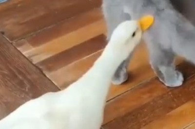Quack Attack: When Ducks Go Berserk on Cats!