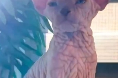 The Naked Truth: Hilarious Antics of a Sphynx Cat!