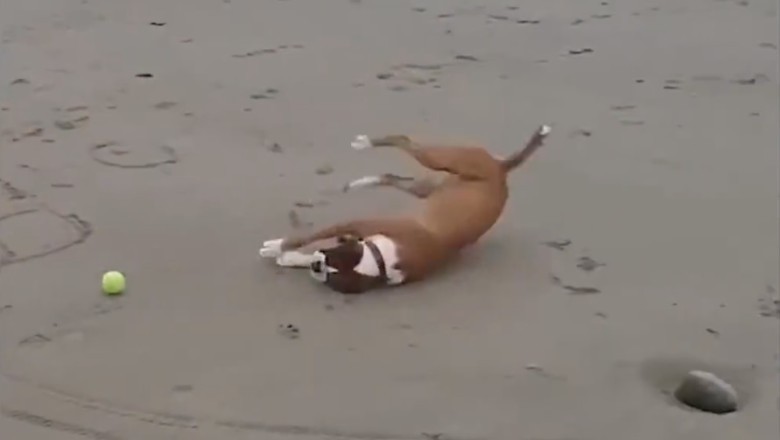 Pawsitively Hilarious: The Best Dog Clips Guaranteed to Make Your Day!