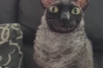 The Adorably Fearless Cat: A Hilarious Journey through Spooky Encounters!