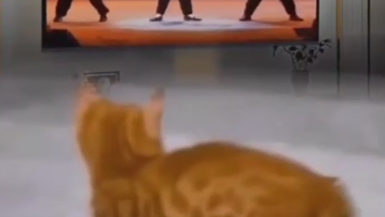 The Purrfect Dance Moves: Cat Grooves to Michael Jackson Beat!