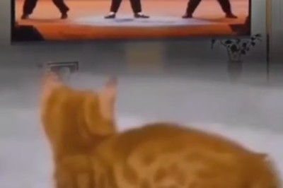The Purrfect Dance Moves: Cat Grooves to Michael Jackson Beat!