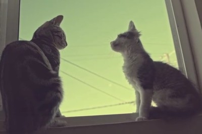 Hilarious Balcony Babble: Epic Comedy Unfolds as Two Cats Take Over the House's Perfect Perch!