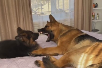 Hilarious German Shepherd Takes Playtime to the Next Level with Adorable Pup!