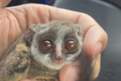 Cute and Cuddly Galago Gets Up to Adorable Mischief - Prepare for Cute Overload!
