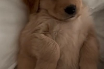 Cutest Little Rascal Alert: Prepare for Cuteness Overload with This Adorable Small Dog Video