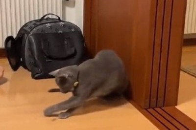Hilarious Cat Ball Challenge: Watch These Purr-fect Pets Roll!