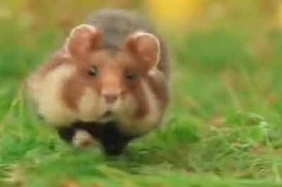 Hilarious Hijinks: Watch This Epic Hamster Filming Adventure!