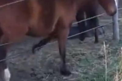 Unbridled Laughter: Watch as a Hilarious Horse Shows Us How to Cross a Barrier!