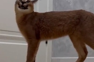 Adorable Caracal's Hilarious Escape Mission: Watch as this Wildcat Tries to Leave the House!