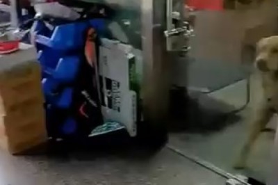 Barking Bonanza: Watch This Hilarious Video of a Dog on a Noise-Making Spree!