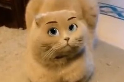 Cat-tastic Makeup Mishaps: Watch This Hilarious Feline Attempt a Glamorous Transformation!