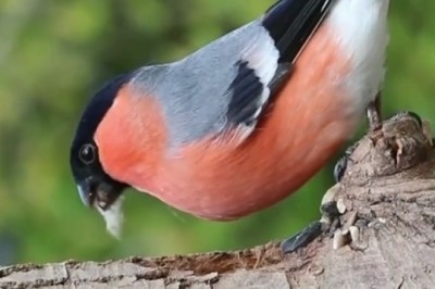 Hilarious Bird Bravery: Watch as a Feathered Friend Takes on a Wild Challenge!
