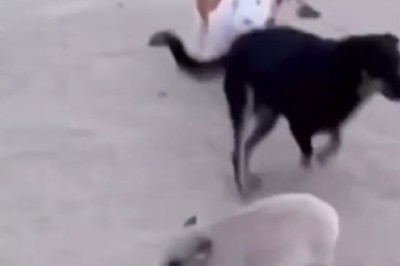 Hilarious Doggie Collision: When Playtime Takes an Unexpected Turn!