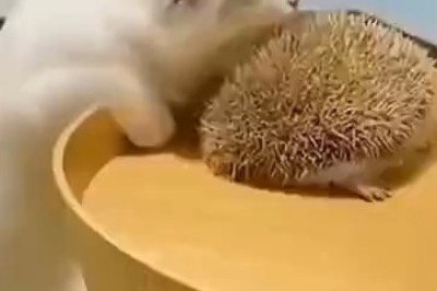 Hilarious Encounter: Cat Meets Hedgehog!