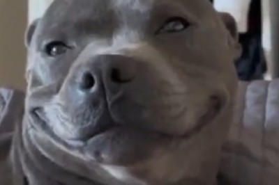 Unleashing Uncontrollable Cuteness: Meet the Smiling Dog!