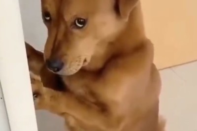 Watch This Hilarious Video of a Sneaky Dog Who Loves Playing Fetch... with SOCKS!