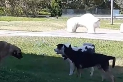 Barking Madness Unleashed: Three Hilarious Dogs Go Head-to-Head in the Most Adorable Fight You'll Ever Witness!
