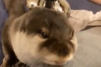 Hairy Situation Turned Hilarious: Witness the Unbelievable Haircut Mishap of a Clawed Otter!