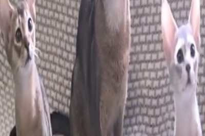 Purrfectly Groovy: Watch These Hilarious Cats Bust a Move to the Beat!