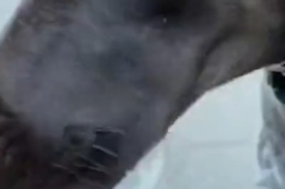 Quenching Comedy: Watch as Thirsty Dog's Hilarious Quest for Refreshment Takes the Internet by Storm!