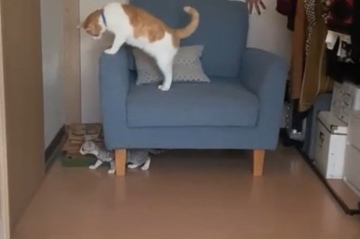 Cat's Hilarious Stealth Mode: Watch As One Sneaky Kitty Stalks Another on a Sofa!