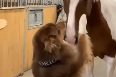 Unlikely Duo Alert: Watch This Hilarious Dog and Horse Duo Take 'Best Friends Forever' to a Whole New Level!